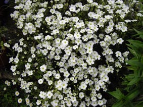 Arenaria montana 'Avalanche'